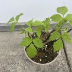 Malina červená, remontantná, beztŕňová (Rubus idaeus) ´AUTUMN BELLE´® - výška 10-20 cm, kont. C2L